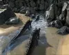 ARK: Survival Evolved (Xbox One / Xbox Series X|S) Xbox Live Key - EU