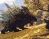 WILD HEARTS - Pre-Order Bonus (DLC) (PS5) PSN Key - EU